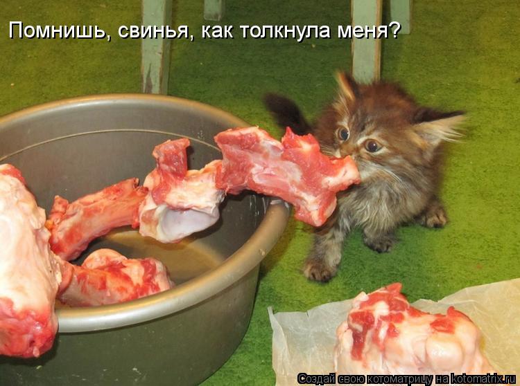 Помнишь, свинья, как толкнула меня?... Котоматрица: Помнишь, свинья, как толкнула меня?