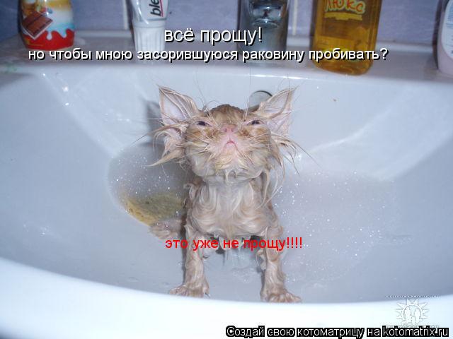 всё прощу! но чтобы мною засорившуюся раковину пробивать? это уже не прощу!!!!... Котоматрица: всё прощу! но чтобы мною засорившуюся раковину пробивать? это уже не прощу!!!!