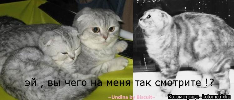 эй , вы чего на меня так смотрите !? эй , вы чего на меня так смотрите !?... Котоматрица: эй , вы чего на меня так смотрите !? эй , вы чего на меня так смотрите !?