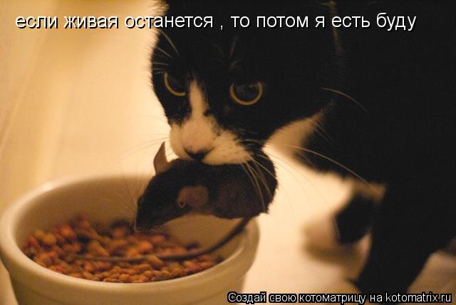 если живая останется , то потом я есть буду... Котоматрица: если живая останется , то потом я есть буду