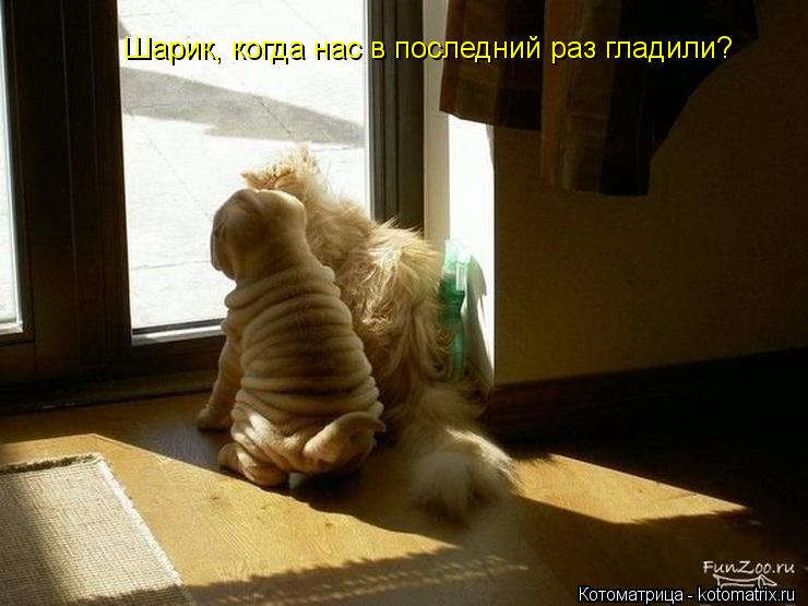 Шарик, когда нас в последний раз гладили?... Котоматрица: Шарик, когда нас в последний раз гладили?