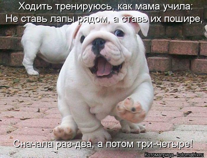 Ходить тренируюсь, как мама учила: Не ставь лапы рядом, а ставь их пошире, Сначала раз-два, а потом т... Котоматрица: Ходить тренируюсь, как мама учила: Не ставь лапы рядом, а ставь их пошире, Сначала раз-два, а потом три-четыре!