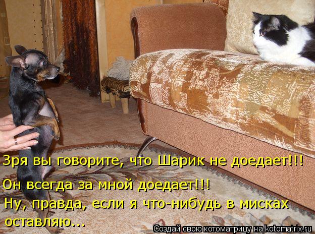Зря вы говорите, что Шарик не доедает!!! Он всегда за мной доедает!!! Ну, правда, если я что-нибудь в... Котоматрица: Зря вы говорите, что Шарик не доедает!!! Он всегда за мной доедает!!! Ну, правда, если я что-нибудь в мисках оставляю...