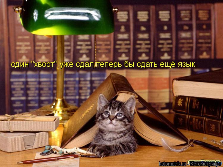 один "хвост" уже сдал,теперь бы сдать ещё язык.... Котоматрица: один "хвост" уже сдал,теперь бы сдать ещё язык.