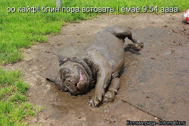 оо кайф! блин пора встовать ! ёмаё 9:54 аааа... Котоматрица: оо кайф! блин пора встовать ! ёмаё 9:54 аааа