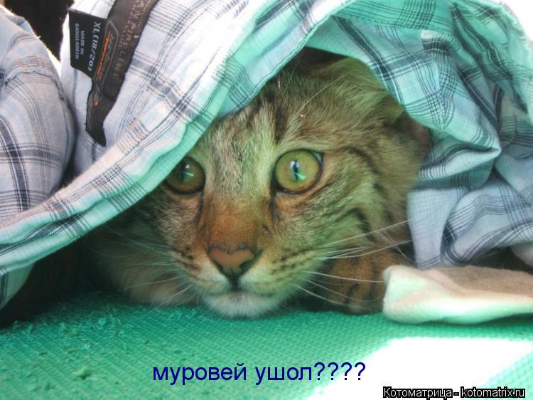 муровей ушол????... Котоматрица: муровей ушол????