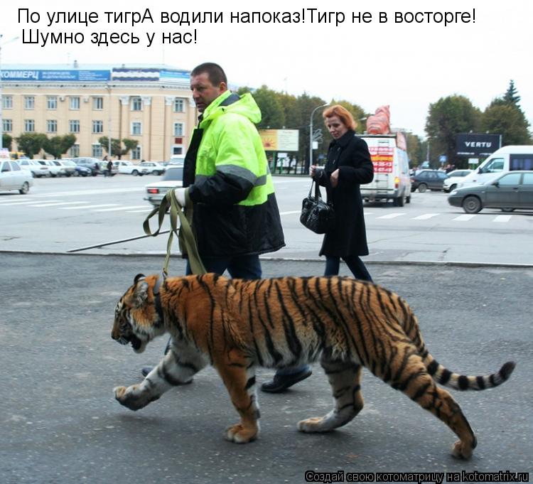 По улице тигрА водили напоказ!Тигр не в восторге! Шумно здесь у нас!... Котоматрица: По улице тигрА водили напоказ!Тигр не в восторге! Шумно здесь у нас!