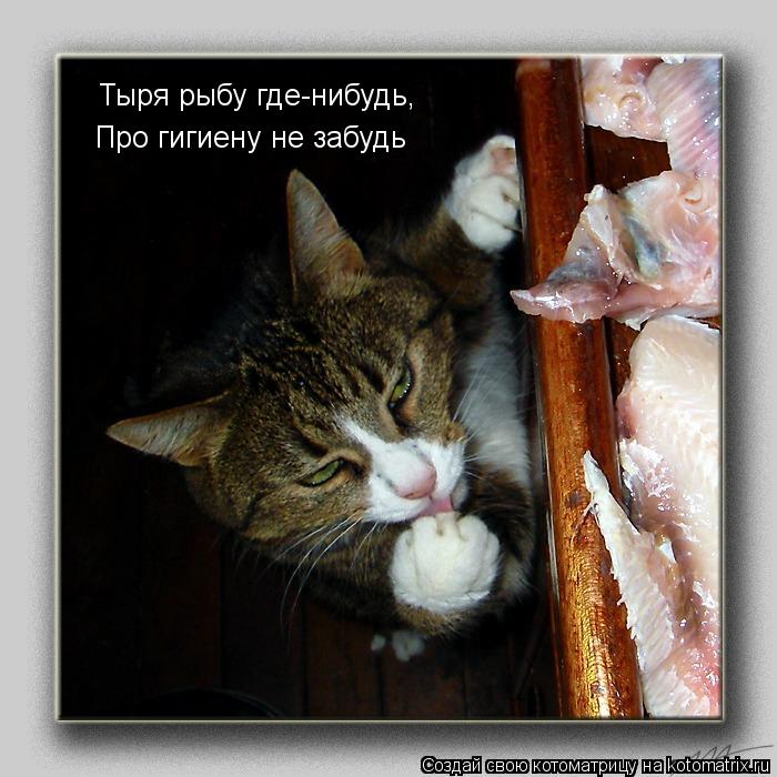 Тыря рыбу где-нибудь, Про гигиену не забудь... Котоматрица: Тыря рыбу где-нибудь, Про гигиену не забудь