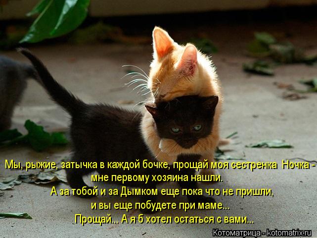 Мы, рыжие, затычка в каждой бочке, прощай моя сестренка Ночка - мне первому хозяина нашли. А за тобо... Котоматрица: Мы, рыжие, затычка в каждой бочке, прощай моя сестренка Ночка - мне первому хозяина нашли. А за тобой и за Дымком еще пока что не пришли, и вы е