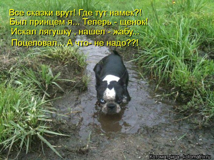 Все сказки врут! Где тут намек?! Был принцем я... Теперь - щенок! Искал лягушку , нашел - жабу... Поц... Котоматрица: Все сказки врут! Где тут намек?! Был принцем я... Теперь - щенок! Искал лягушку , нашел - жабу... Поцеловал... А что- не надо??!