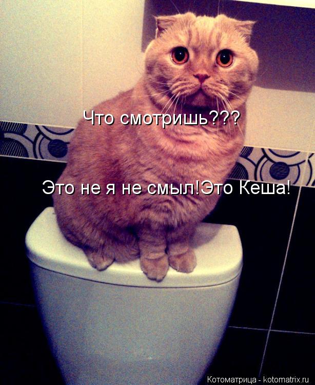 Что смотришь??? Это не я не смыл!Это Кеша!... Котоматрица: Что смотришь??? Это не я не смыл!Это Кеша!