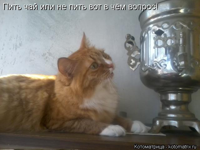 Пить чай или не пить вот в чём вопрос!... Котоматрица: Пить чай или не пить вот в чём вопрос!