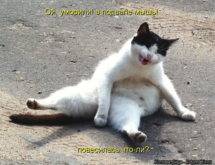 Ой, уморили! в подвале мышь! повесилась что-ли?... Котоматрица: Ой, уморили! в подвале мышь! повесилась что-ли?