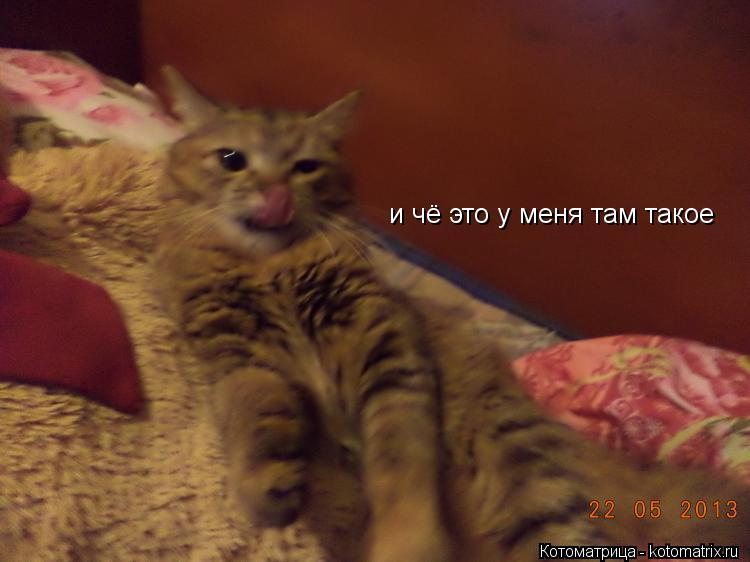 и чё это у меня там такое... Котоматрица: и чё это у меня там такое