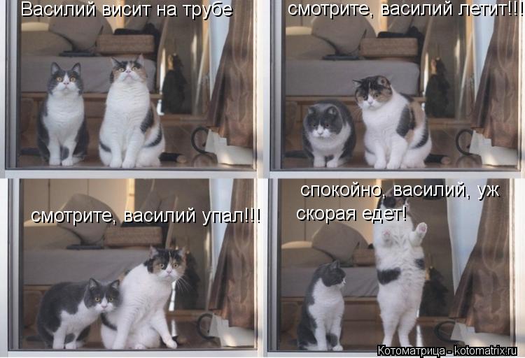 смотрите, василий летит!!! смотрите, василий упал!!! спокойно, василий, уж Василий висит на трубе с... Котоматрица: смотрите, василий летит!!! смотрите, василий упал!!! спокойно, василий, уж Василий висит на трубе скорая едет!