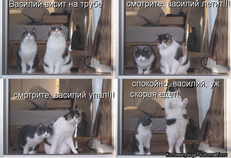 Котоматрица: смотрите, василий летит!!! смотрите, василий упал!!! спокойно, василий, уж   Василий висит на трубе скорая едет!