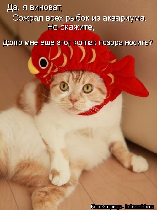 Да, я виноват, Сожрал всех рыбок из аквариума. Но скажите, Долго мне еще этот колпак позора носить?... Котоматрица: Да, я виноват, Сожрал всех рыбок из аквариума. Но скажите, Долго мне еще этот колпак позора носить?