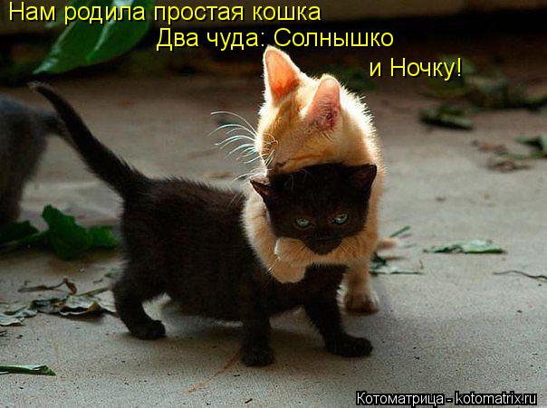 Нам родила простая кошка Два чуда: Солнышко и Ночку!... Котоматрица: Нам родила простая кошка Два чуда: Солнышко и Ночку!