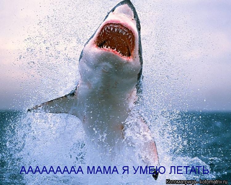 ААААААААА МАМА Я УМЕЮ ЛЕТАТЬ... Котоматрица: ААААААААА МАМА Я УМЕЮ ЛЕТАТЬ
