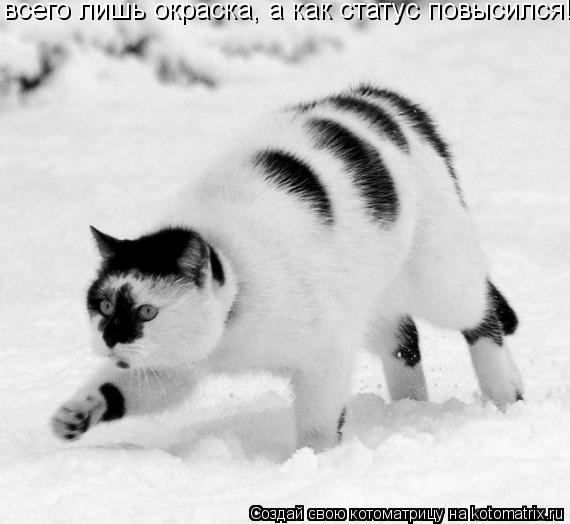 всего лишь окраска, а как статус повысился!!... Котоматрица: всего лишь окраска, а как статус повысился!!