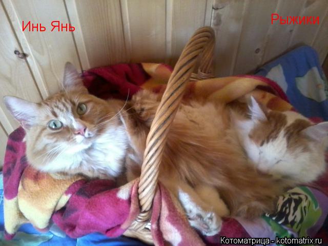 Инь Янь Рыжики... Котоматрица: Инь Янь Рыжики