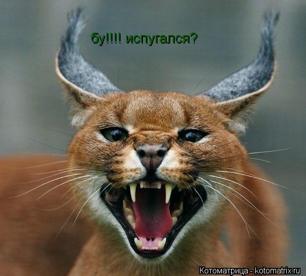 бу!!!! испугался?... Котоматрица: бу!!!! испугался?