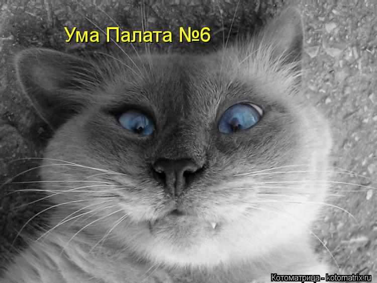 Ума Палата №6... Котоматрица: Ума Палата №6