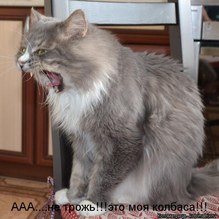 ААА....не трожь!!!это моя колбаса!!!... Котоматрица: ААА....не трожь!!!это моя колбаса!!!