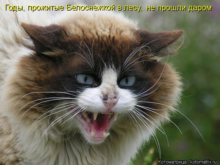 Годы, прожитые Белоснежкой в лесу, не прошли даром... Котоматрица: Годы, прожитые Белоснежкой в лесу, не прошли даром