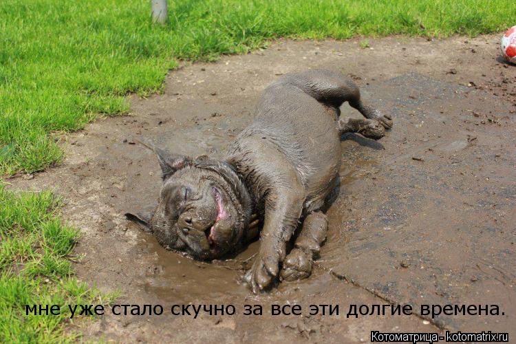мне уже стало скучно за все эти долгие времена.... Котоматрица: мне уже стало скучно за все эти долгие времена.