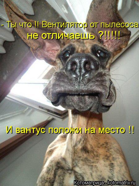 - Ты что !! Вентилятор от пылесоса не отличаешь ?!!!!! И вантус положи на место !!... Котоматрица: - Ты что !! Вентилятор от пылесоса не отличаешь ?!!!!! И вантус положи на место !!