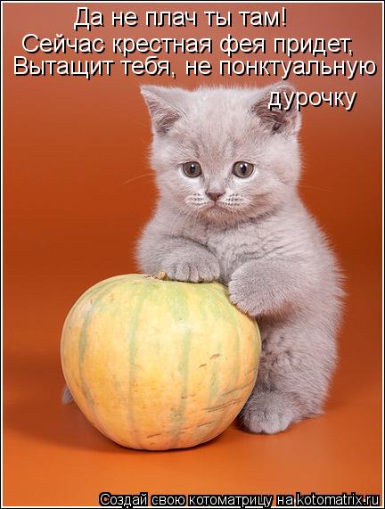 Да не плач ты там! Сейчас крестная фея придет, Вытащит тебя, не понктуальную дурочку... Котоматрица: Да не плач ты там! Сейчас крестная фея придет, Вытащит тебя, не понктуальную дурочку