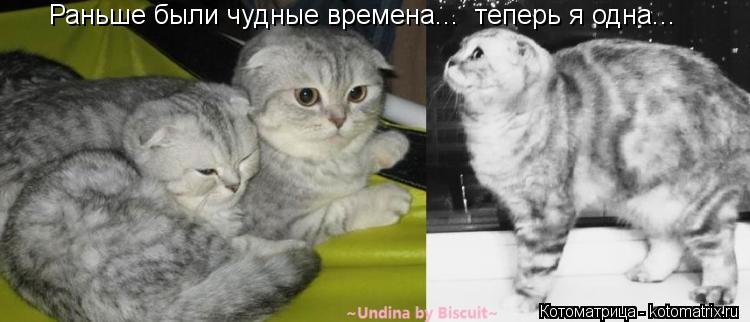 Раньше были чудные времена... теперь я одна...... Котоматрица: Раньше были чудные времена... теперь я одна...