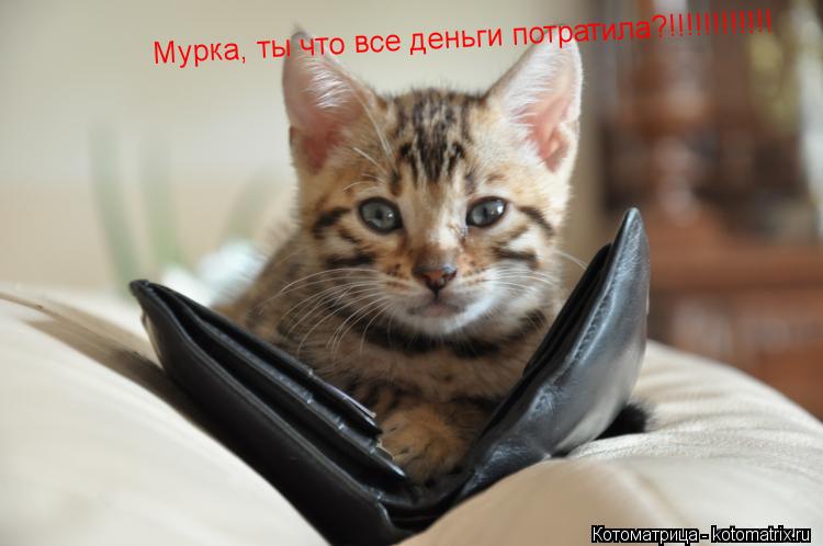 Мурка, ты что все деньги потратила?!!!!!!!!!!!!... Котоматрица: Мурка, ты что все деньги потратила?!!!!!!!!!!!!