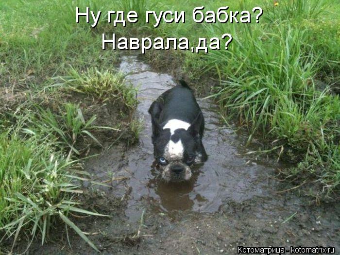 Ну где гуси бабка? Наврала,да?... Котоматрица: Ну где гуси бабка? Наврала,да?