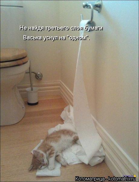 Не найдя третьего слоя бумаги Васька уснул на "одном".... Котоматрица: Не найдя третьего слоя бумаги Васька уснул на "одном".