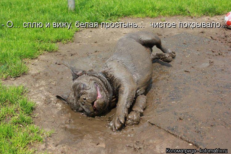 - О... сплю и вижу, белая простынь... чистое покрывало...... Котоматрица: - О... сплю и вижу, белая простынь... чистое покрывало...