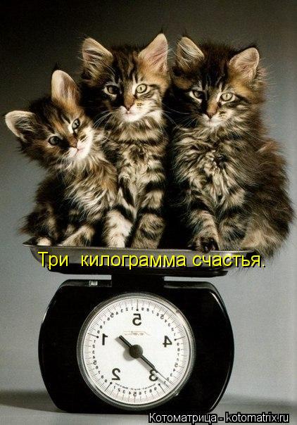 Три килограмма счастья.... Котоматрица: Три килограмма счастья.