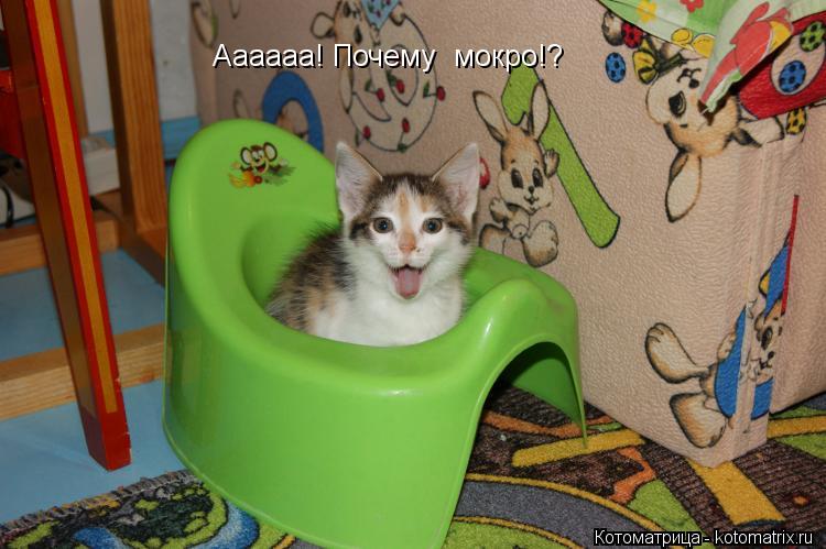Аааааа! Почему мокро!?... Котоматрица: Аааааа! Почему мокро!?