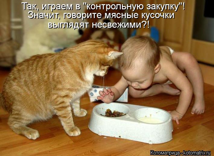 Так, играем в "контрольную закупку"! Значит, говорите мясные кусочки выглядят несвежими?!... Котоматрица: Так, играем в "контрольную закупку"! Значит, говорите мясные кусочки выглядят несвежими?!