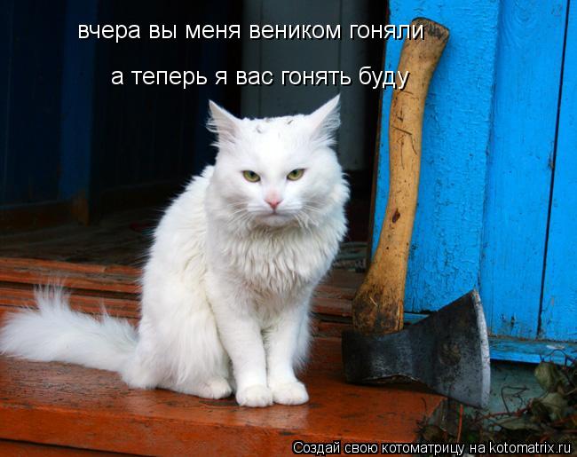 вчера вы меня веником гоняли а теперь я вас гонять буду... Котоматрица: вчера вы меня веником гоняли а теперь я вас гонять буду