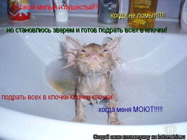 я такой милый и пушистый!!! когда не помыт!!!!! но становлюсь зверем и готов подрать всех в клочки! п... Котоматрица: я такой милый и пушистый!!! когда не помыт!!!!! но становлюсь зверем и готов подрать всех в клочки! подрать всех в клочки клочки клочки! когда м