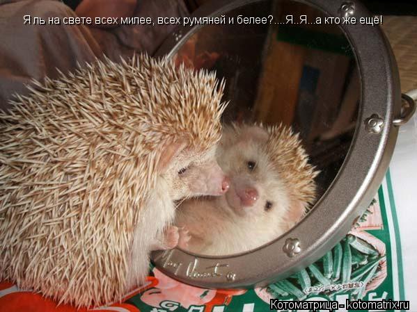 Я ль на свете всех милее, всех румяней и белее?....Я..Я...а кто же ещё!... Котоматрица: Я ль на свете всех милее, всех румяней и белее?....Я..Я...а кто же ещё!