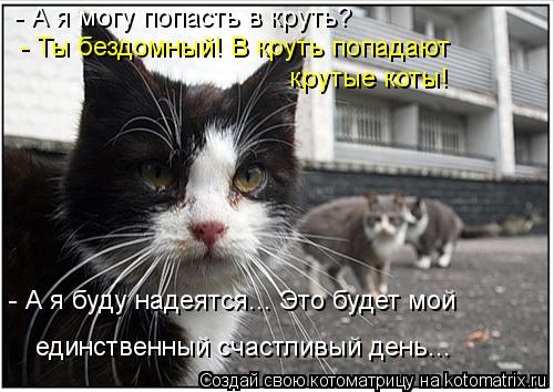 - А я могу попасть в круть? - Ты бездомный! В круть попадают крутые коты! - А я буду надеятся... Это... Котоматрица: - А я могу попасть в круть? - Ты бездомный! В круть попадают крутые коты! - А я буду надеятся... Это будет мой единственный счастливый день...