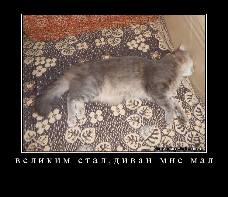 великим стал,диван мне мал ... Котоматрица: великим стал,диван мне мал