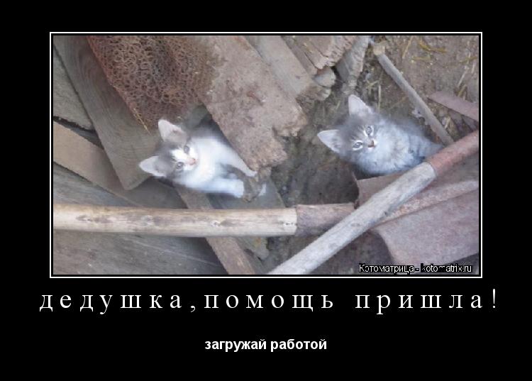 дедушка,помощь пришла! загружай работой... Котоматрица: дедушка,помощь пришла! загружай работой