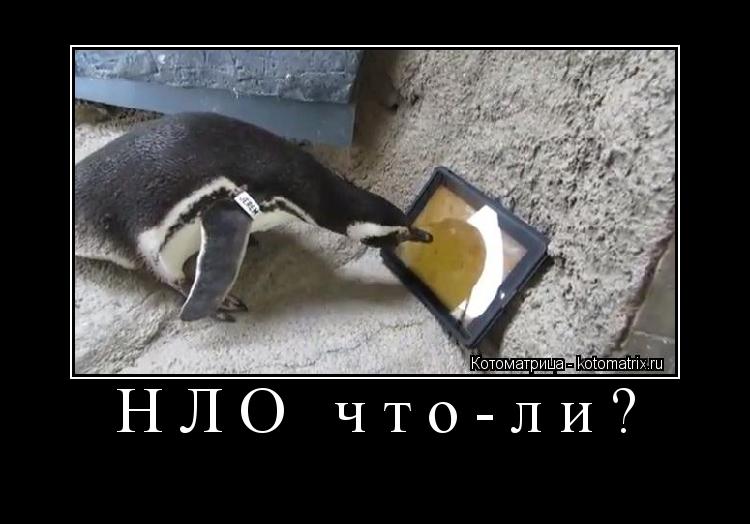 НЛО что-ли? ... Котоматрица: НЛО что-ли?