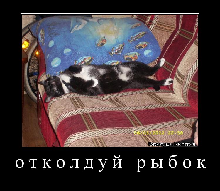 отколдуй рыбок ... Котоматрица: отколдуй рыбок