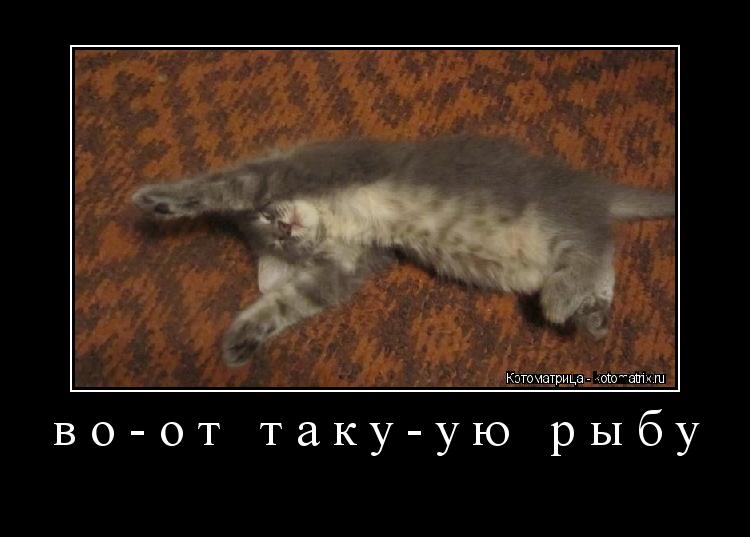 во-от таку-ую рыбу ... Котоматрица: во-от таку-ую рыбу