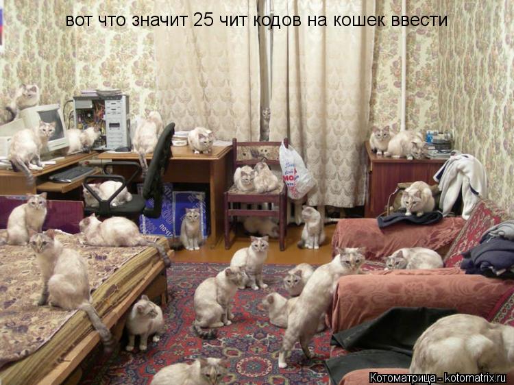 вот что значит 25 чит кодов на кошек ввести... Котоматрица: вот что значит 25 чит кодов на кошек ввести